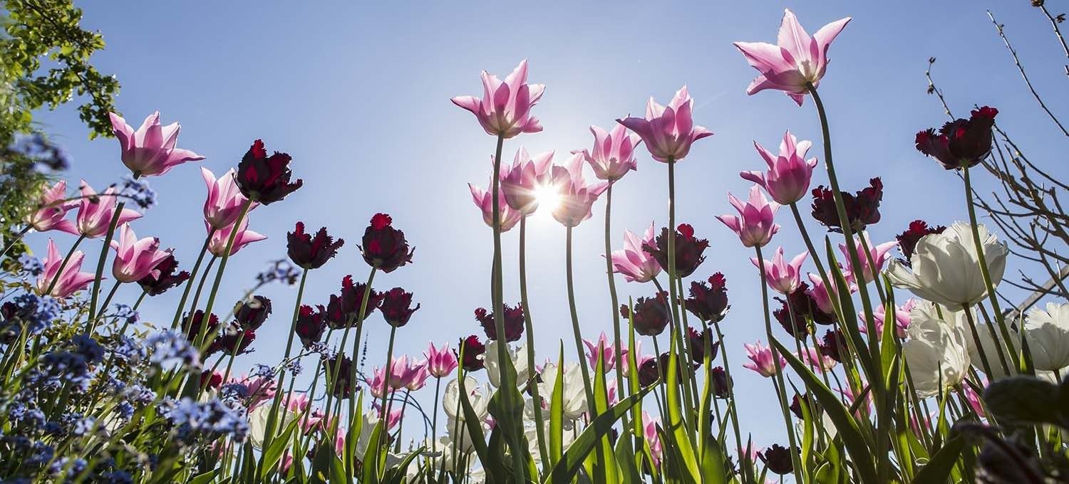 Frühlingslandschaft im Berner Oberland